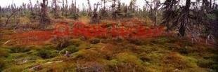 photo of Arctic Tundra