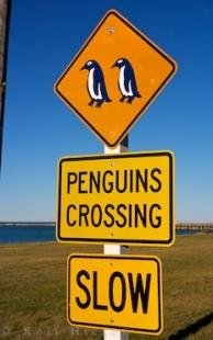 photo of Penguin Crossing Sign Otago New Zealand