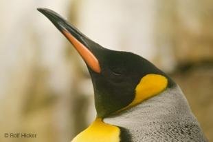 photo of Penguin Photograph