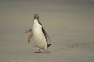 photo of Penguin Photos