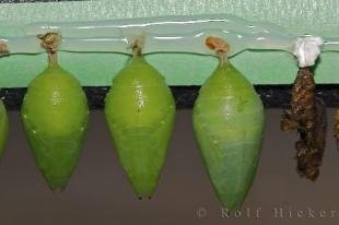 photo of Picture Of Butterfly Chrysalis