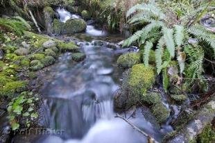 photo of picture of rainforest