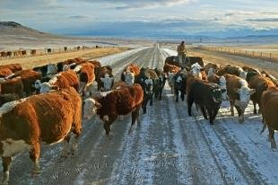 photo of Cattle Drives