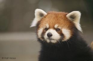photo of Red Pandas