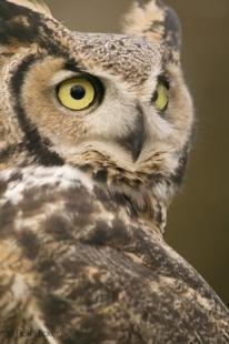 photo of Owl Pictures