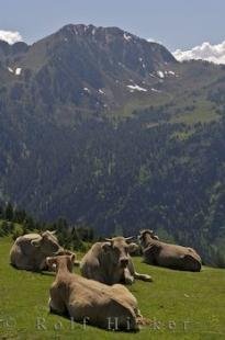 photo of Pyrenees Mountains Pictures Of Cows