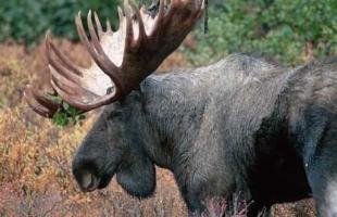 photo of Pictures Of Moose
