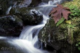 photo of pictures of autumn leaves