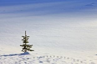 photo of Single Pine Tree Snow Field Winter Picture
