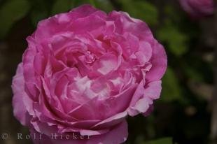 photo of Pink Rose