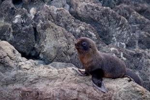 photo of New Zealand Fur Seal Pinniped Marine Mammal