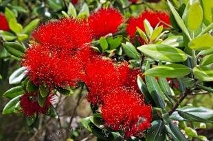 photo of Pohutukawa Flowers