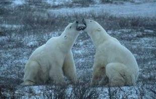 photo of Polar Bear Churchill Pictures