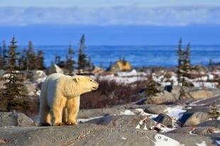 photo of Polar Bear Environment Churchill Manitoba