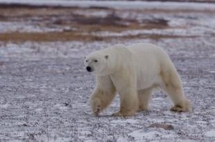 photo of Polar Bear Habitat Tundra Hudson Bay Manitoba