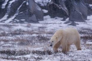 photo of Polar Bear Hunt Churchill Manitoba