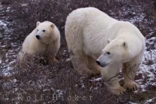 photo of Polar Bear Mother Cub Family Churchill Manitoba