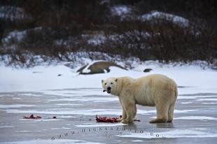 photo of Polar Bear Ringed Seals Meal Frozen Lake Manitoba