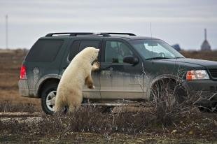 photo of Polar Bear Watching Tourists Churchill Canada