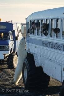 photo of Polar Bear Tours Churchill