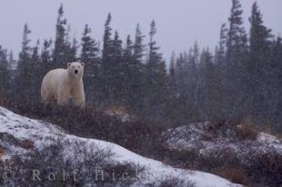 photo of Polar Bear Weather Hudson Bay Churchill Manitoba