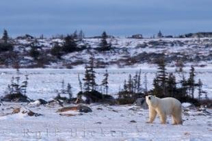 photo of Polar Bear Winter Arrival Hudson Bay Churchill