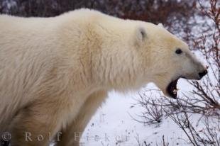 photo of Polar Bear Yawn Churchill Manitoba