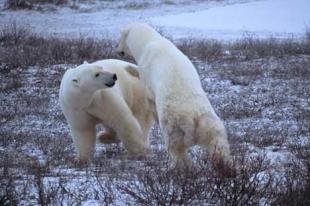 photo of polar bear fight