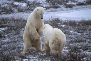 photo of Fighting Wrestling Polar Bear Pics