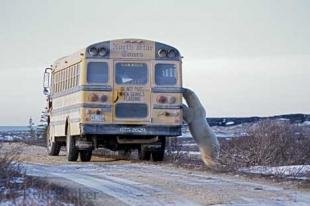 photo of Polar Bear Tour