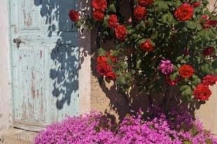 photo of Pont Du Loup Flowers