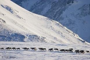 photo of porcupine caribous