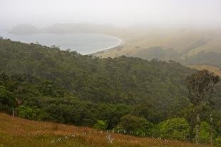 photo of Port Jackson Beach Campground Coromandel