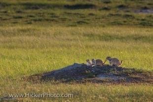 photo of Black Tailed Prairie Dogs Grasslands National Park Saskatchewan