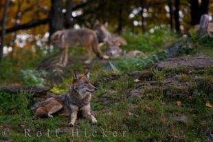 photo of Prairie Wolves Animal Photo