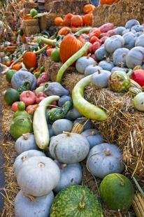 photo of Pumpkins Squashes Marrows Vegetable Fall Season Display