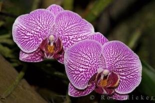 photo of Purple Orchids Victoria