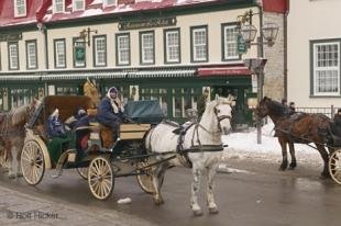 photo of Horse Photographs