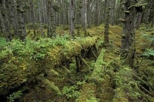 photo of Queen Charlotte Islands