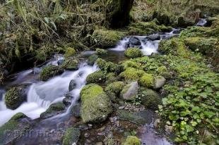 photo of queets rain forest