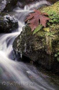 photo of Rain Forest Biome