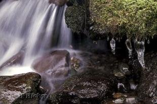photo of rain forest biomes