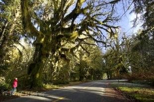 photo of rainforest canopy