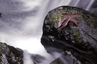 photo of Rainforest Fall Leaf