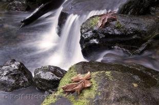 photo of rainforest fall leaves