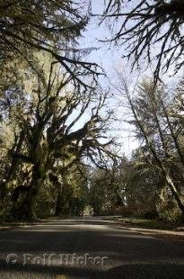 photo of rainforest road picture