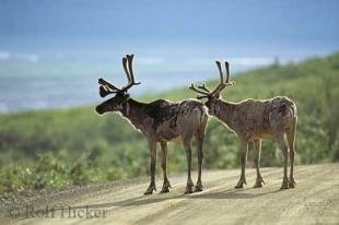 photo of rangifer tarandus