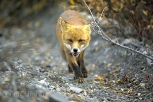 photo of Red Fox Alaska USA