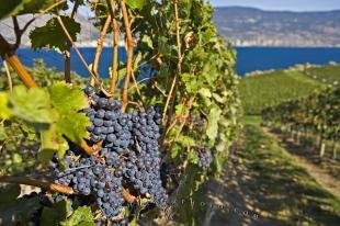 photo of Red Wine Grapes Scenic Bonitas Winery