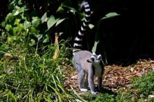 photo of Ring Tailed Lemur Auckland Zoo